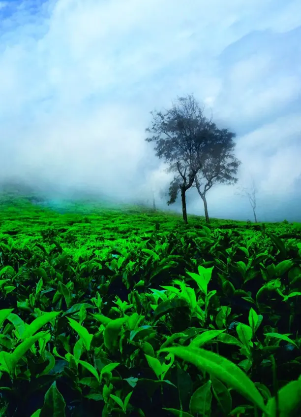 ooty